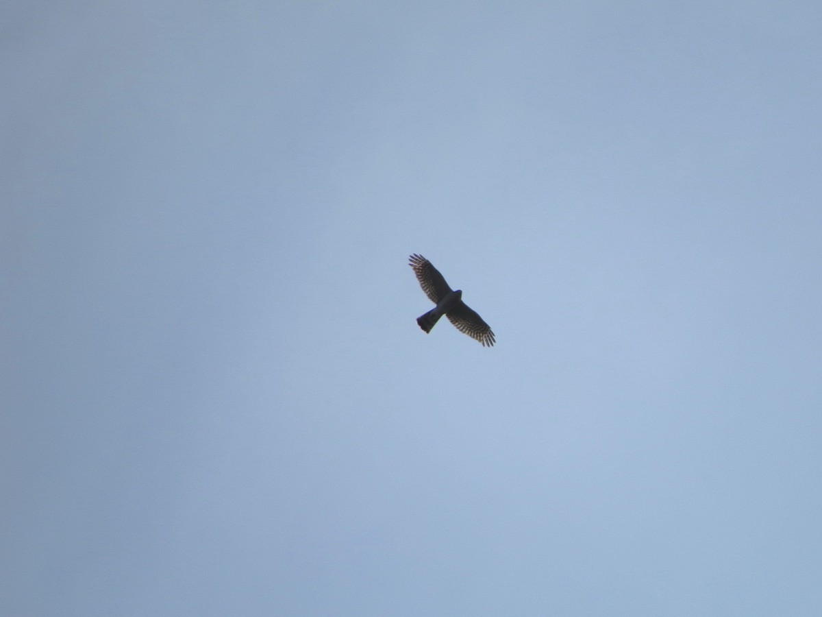 Eurasian Sparrowhawk - ML647879041