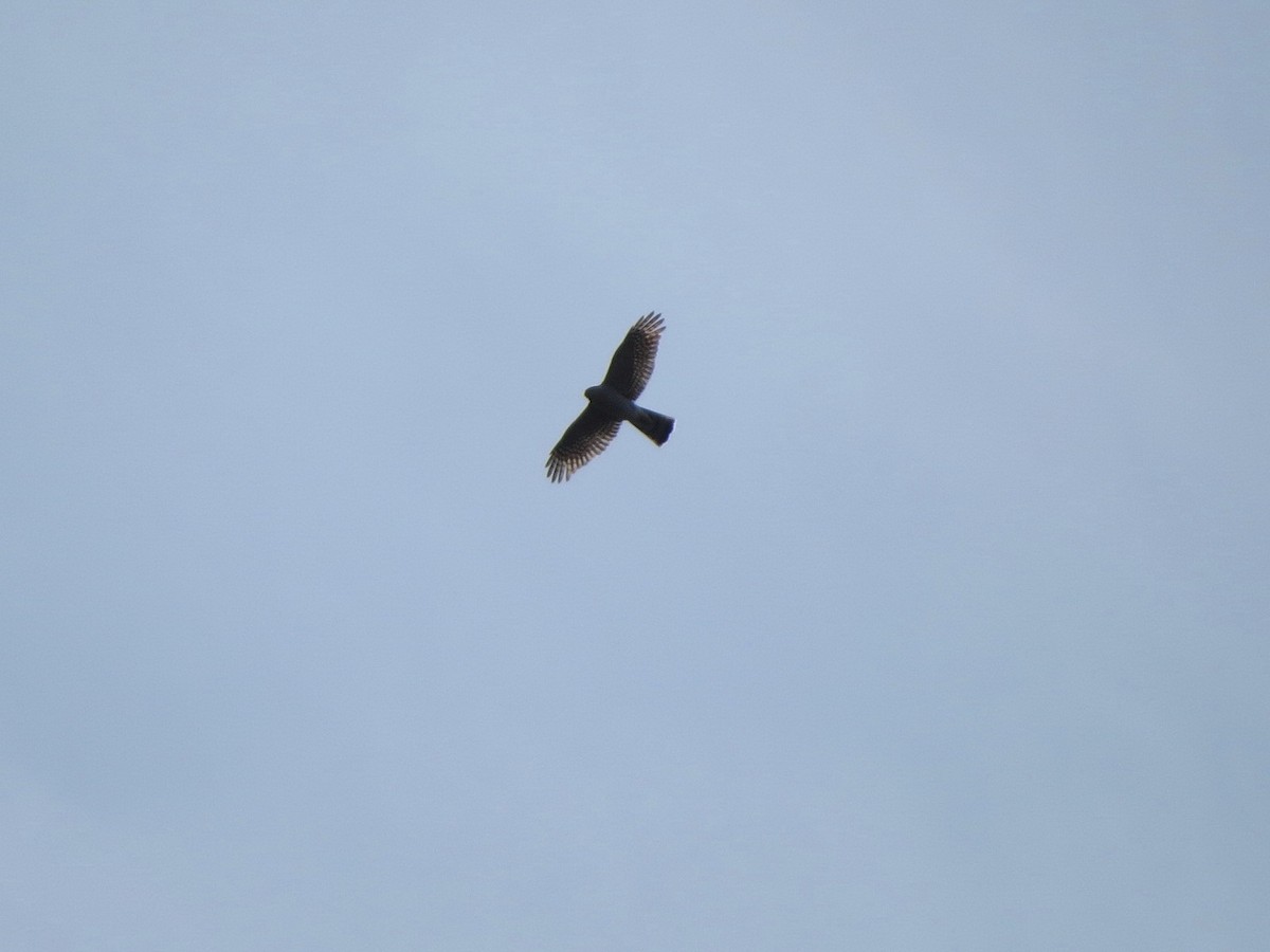 Eurasian Sparrowhawk - ML647879044