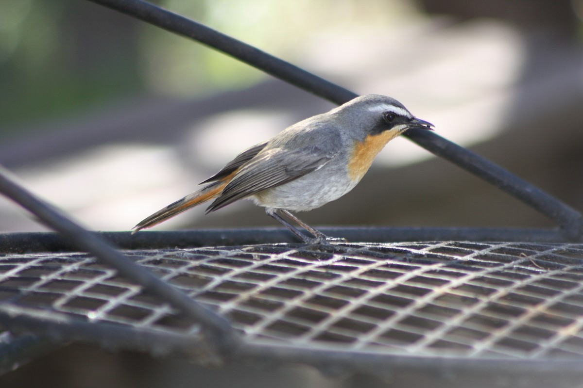 Cape Robin-Chat - ML647879045