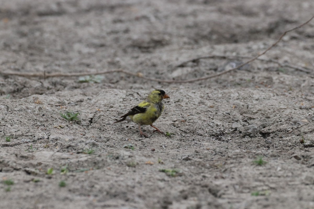 American Goldfinch - ML647879046