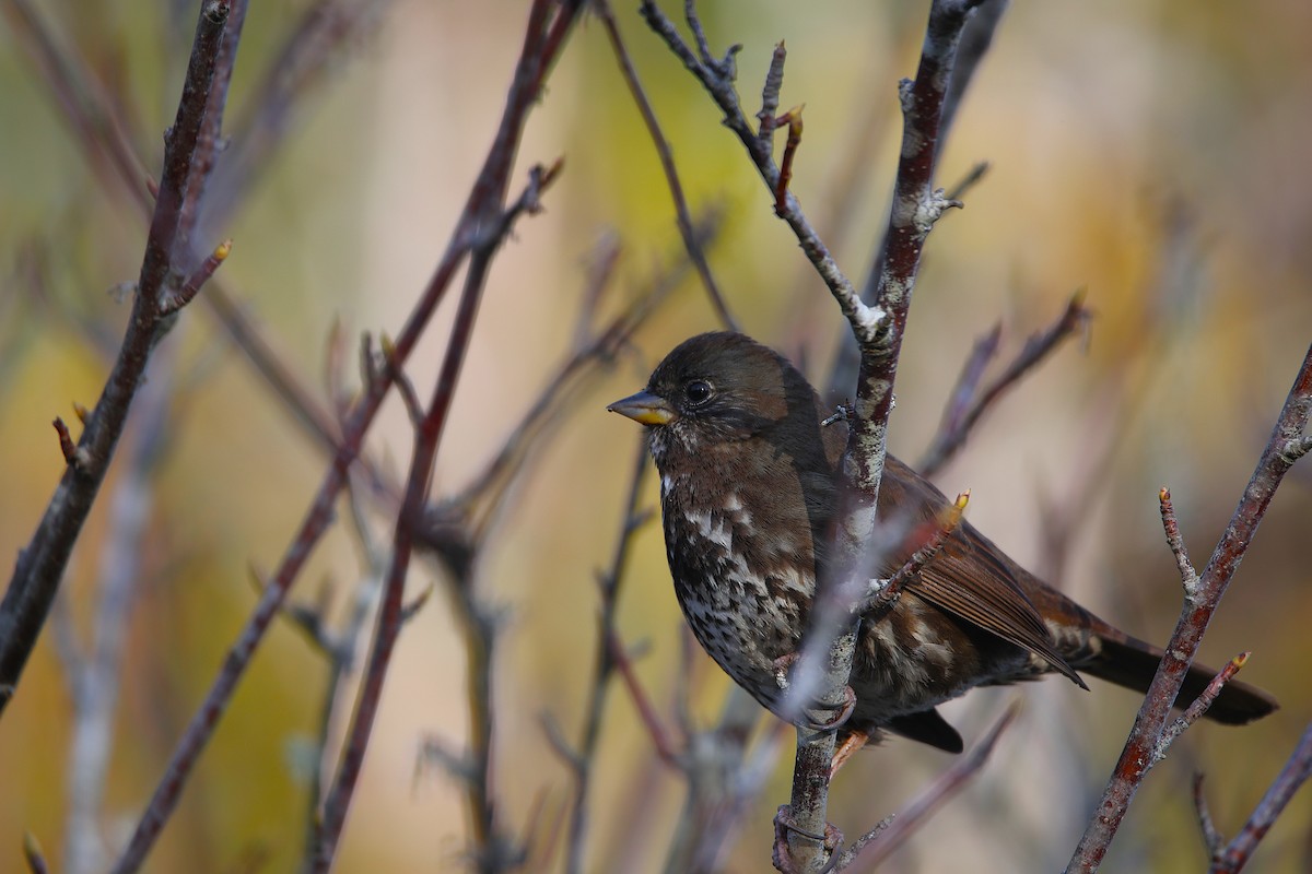 Fox Sparrow - ML647879047