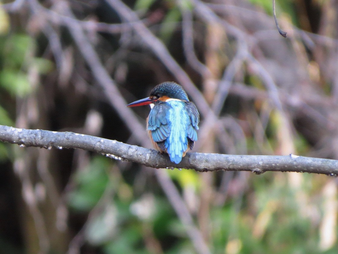 Common Kingfisher - ML647879050