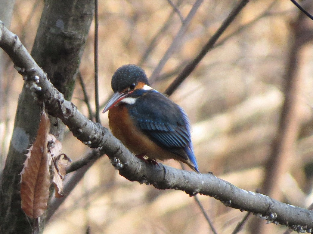 Common Kingfisher - ML647879052