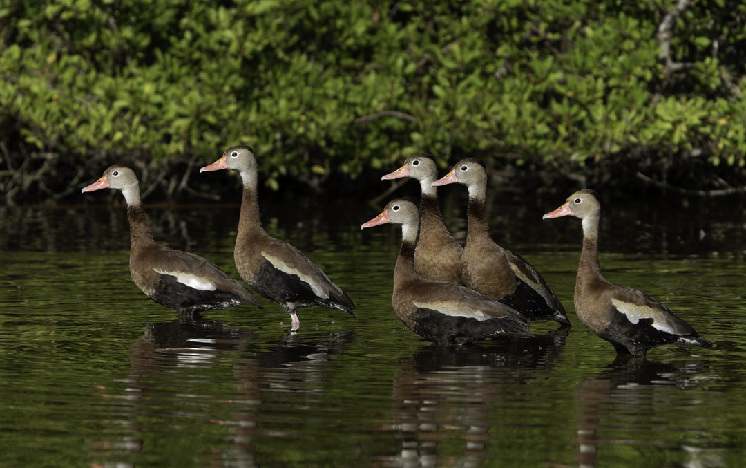 Black-bellied Whistling-Duck - ML647879054