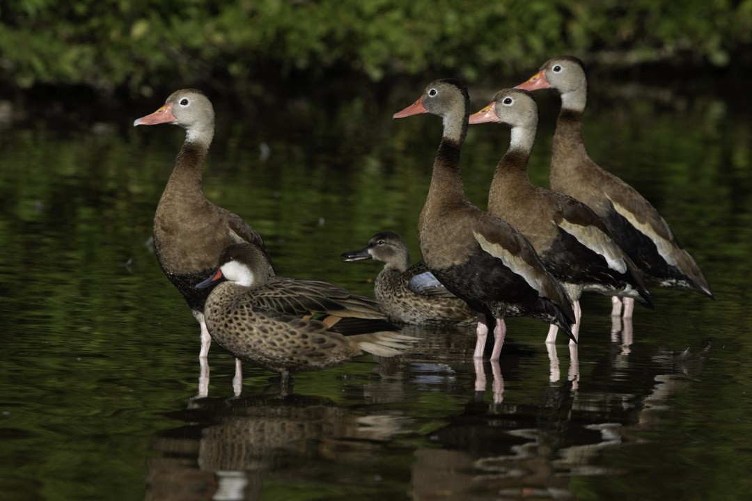 Black-bellied Whistling-Duck - ML647879055