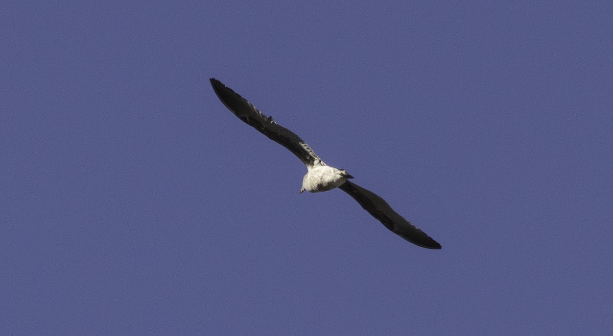 gull sp. - ML647879056