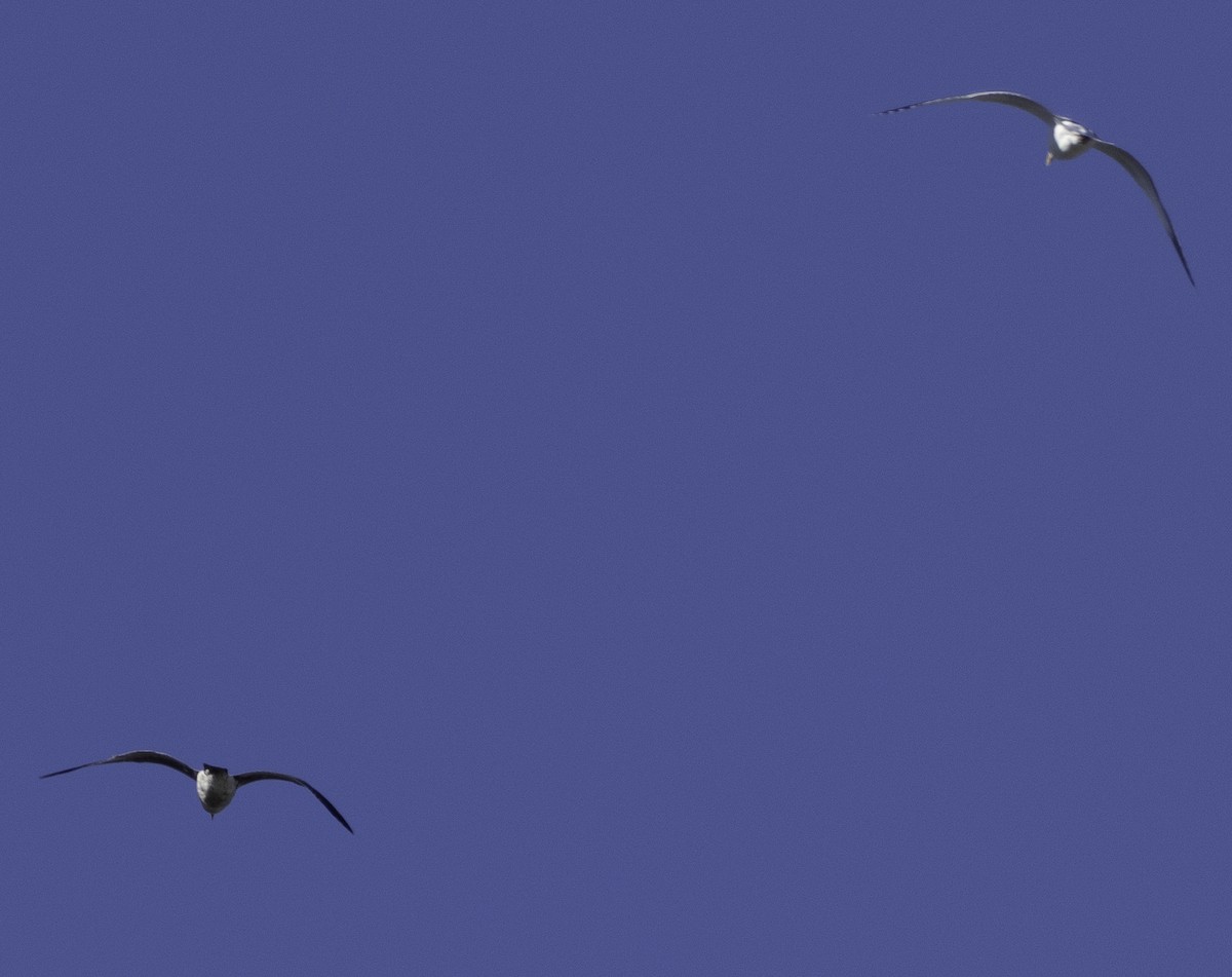 чайка sp. - ML647879057