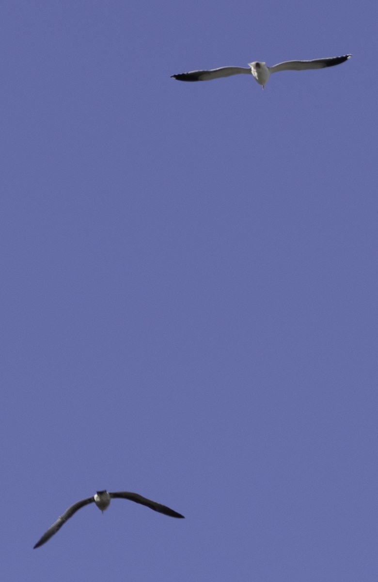 gull sp. - ML647879058