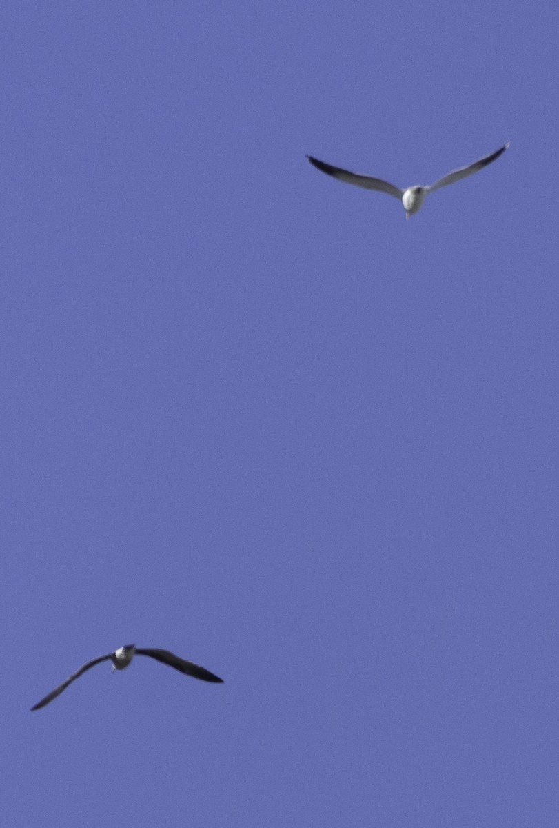 gull sp. - ML647879059