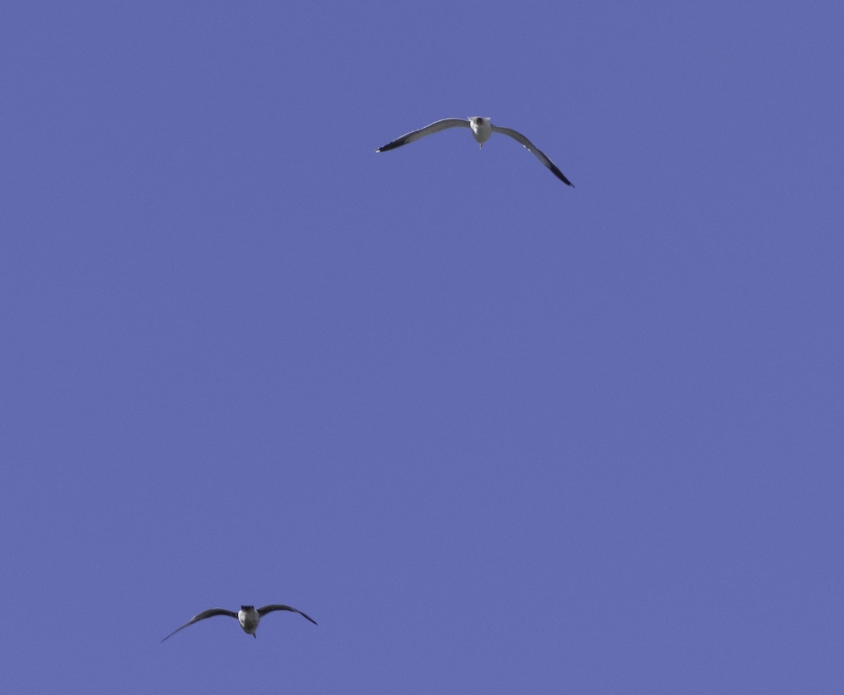 gull sp. - ML647879060