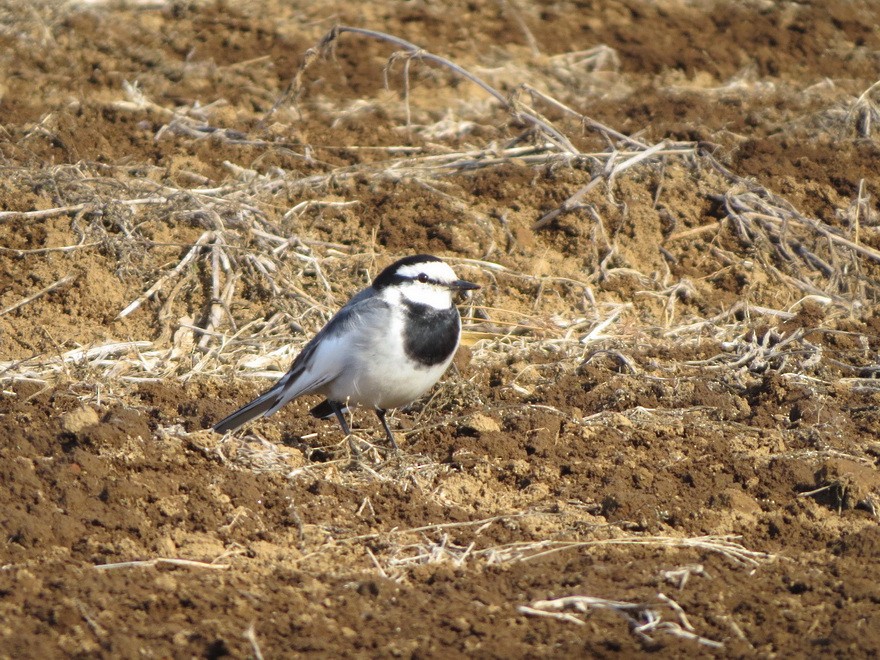 Bergeronnette grise - ML647879081