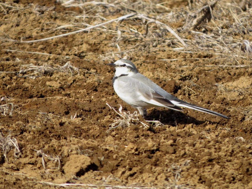 Bergeronnette grise - ML647879083