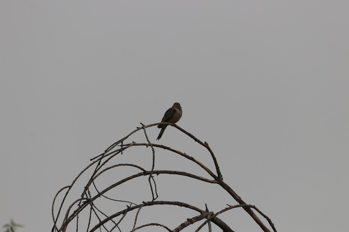 Зенаїда північна - ML647879095