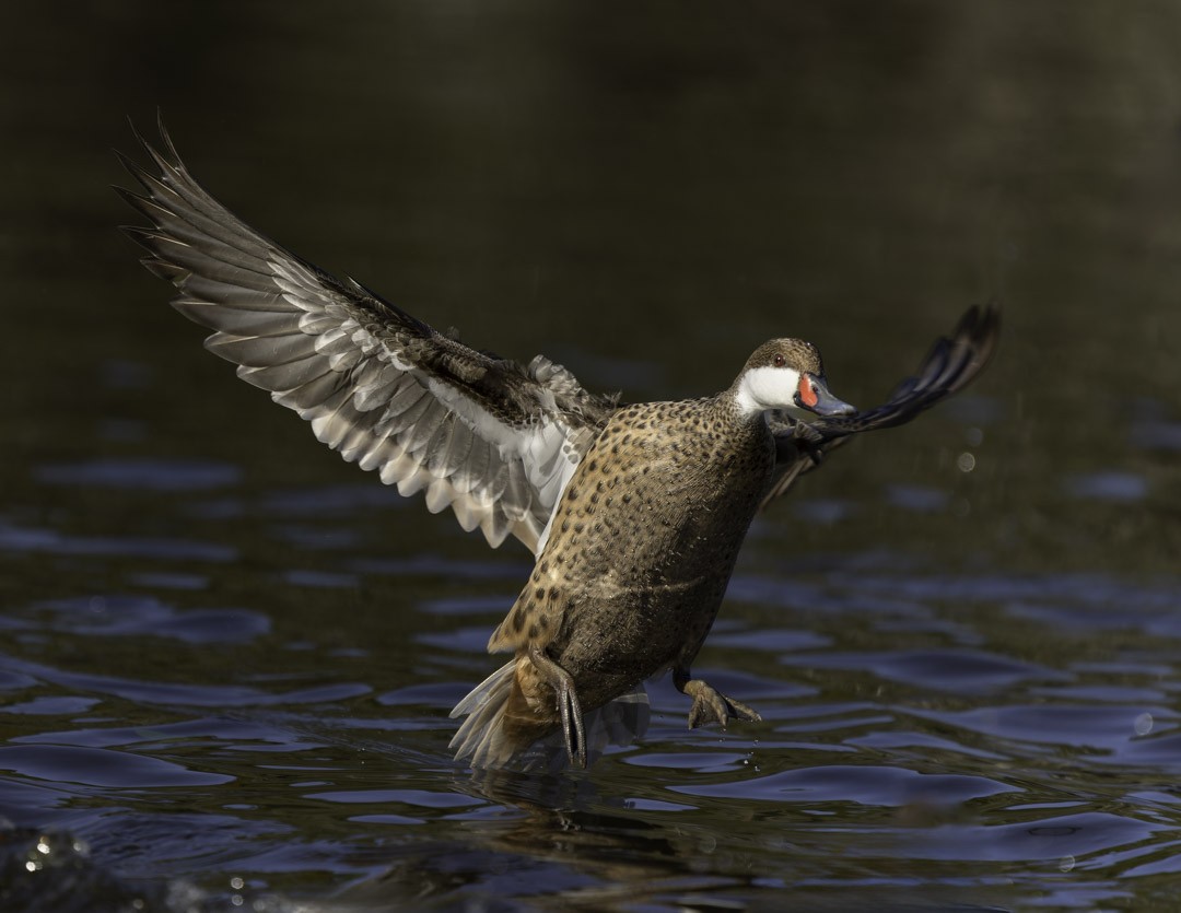 Шилохвіст білощокий - ML647879096