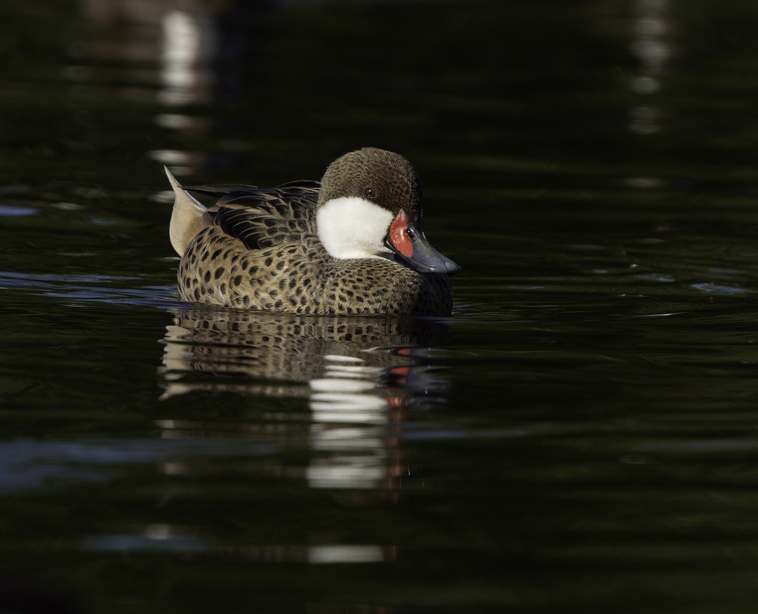 Шилохвіст білощокий - ML647879097