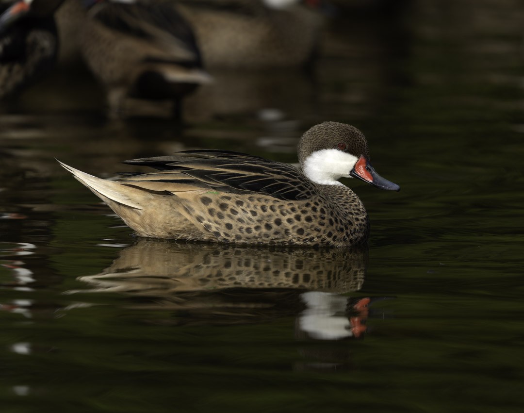 Шилохвіст білощокий - ML647879098