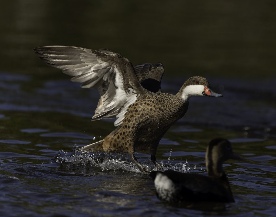 Шилохвіст білощокий - ML647879099