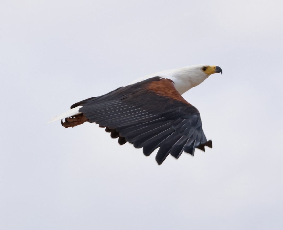 Орлан-крикун - ML647879101