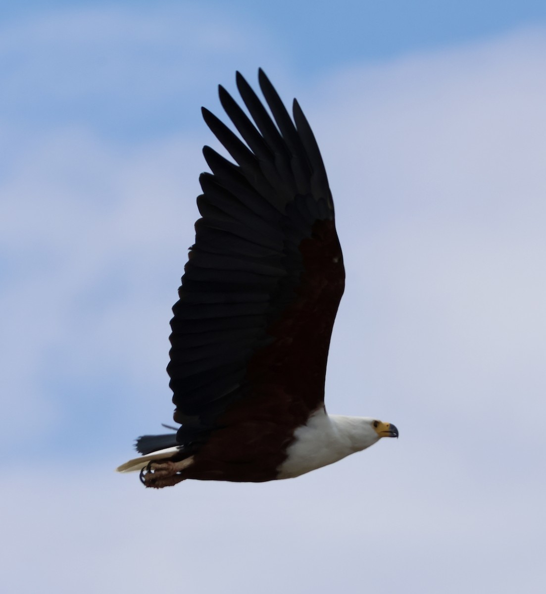 Орлан-крикун - ML647879102