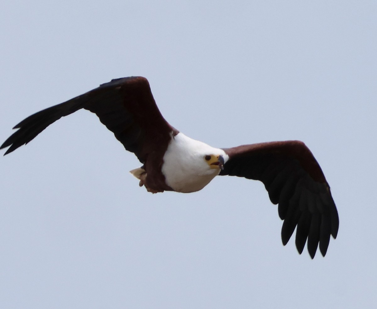 Орлан-крикун - ML647879103