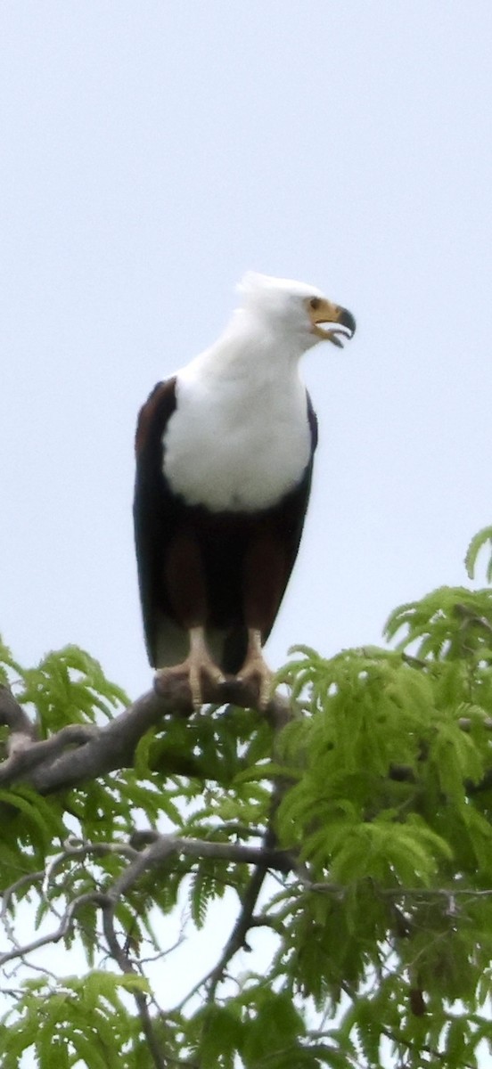 Орлан-крикун - ML647879104