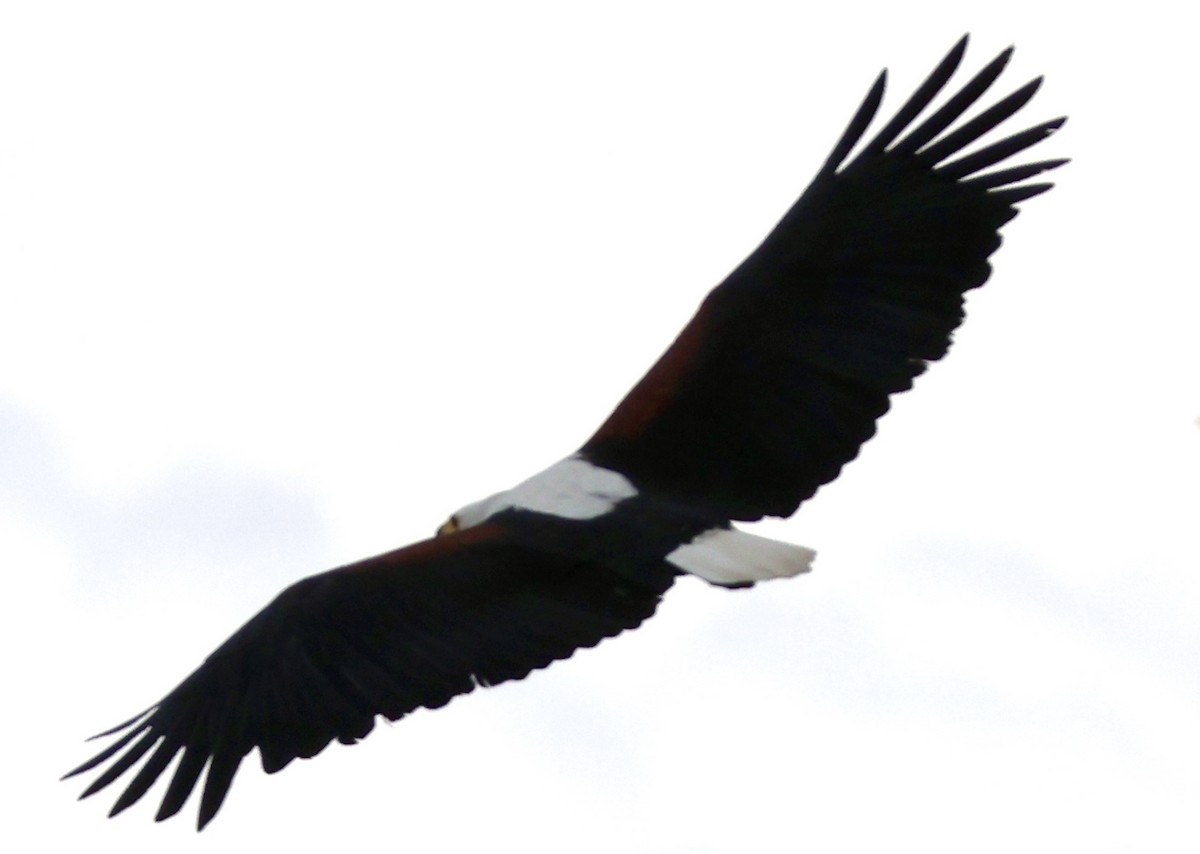 Орлан-крикун - ML647879105