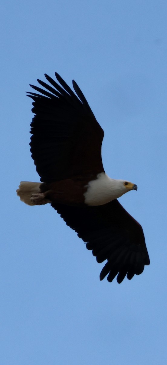 Орлан-крикун - ML647879107