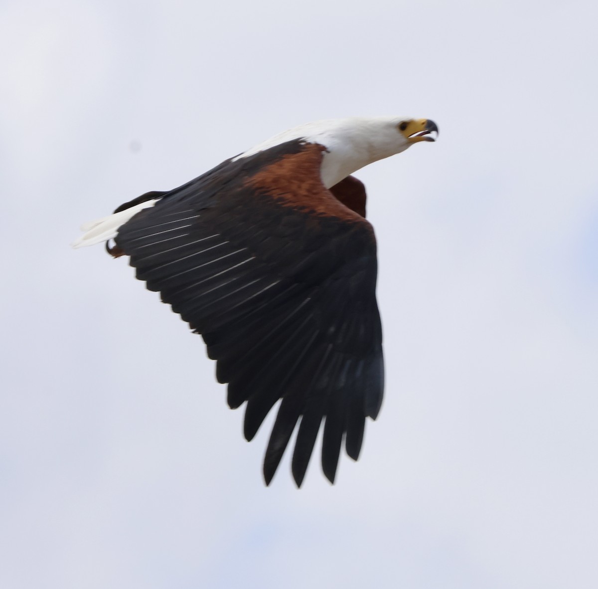 Орлан-крикун - ML647879108