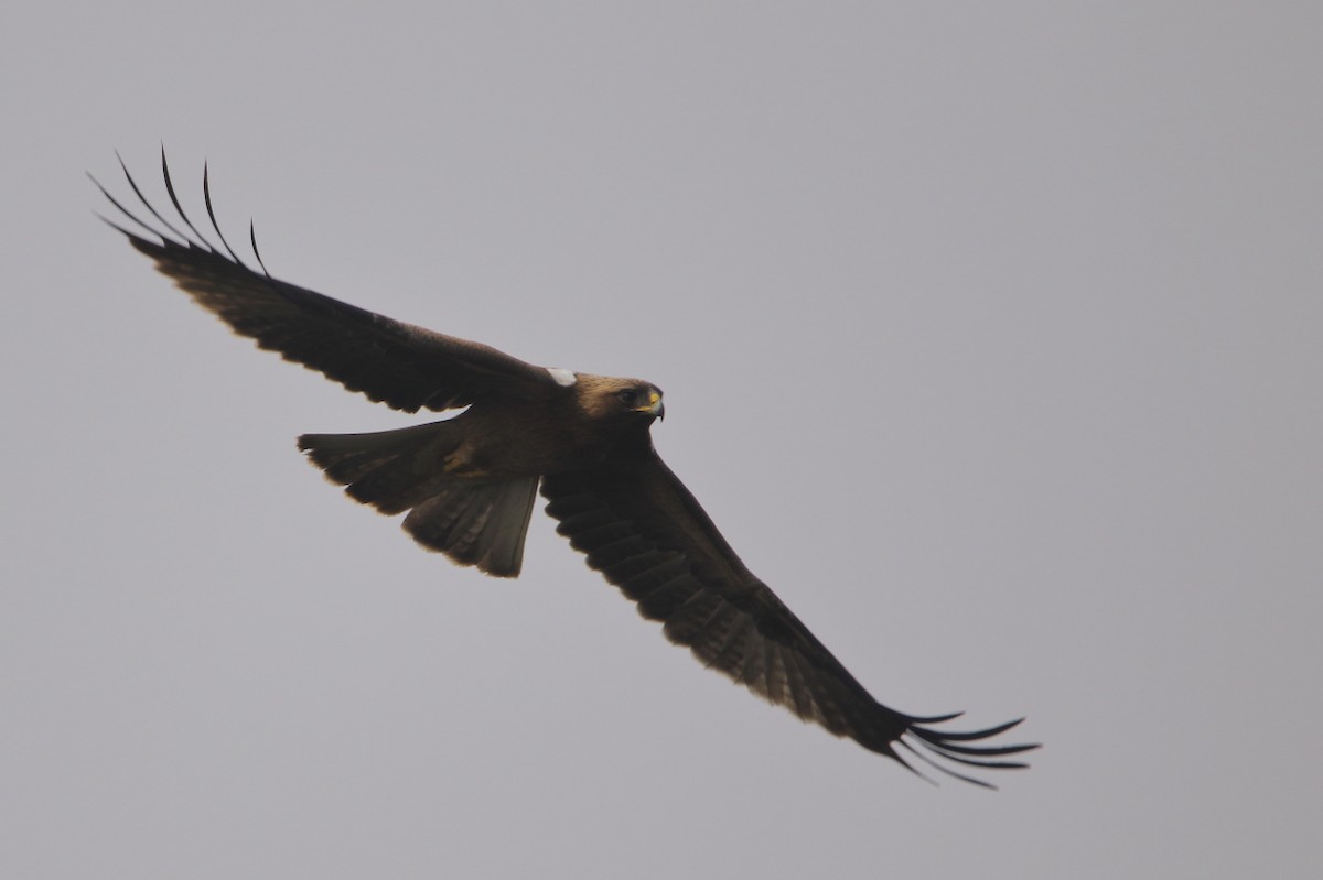 Орел-карлик малий - ML647879109