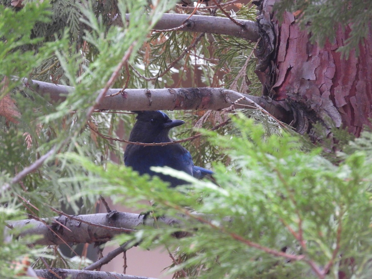 Сизойка чорноголова - ML647879111