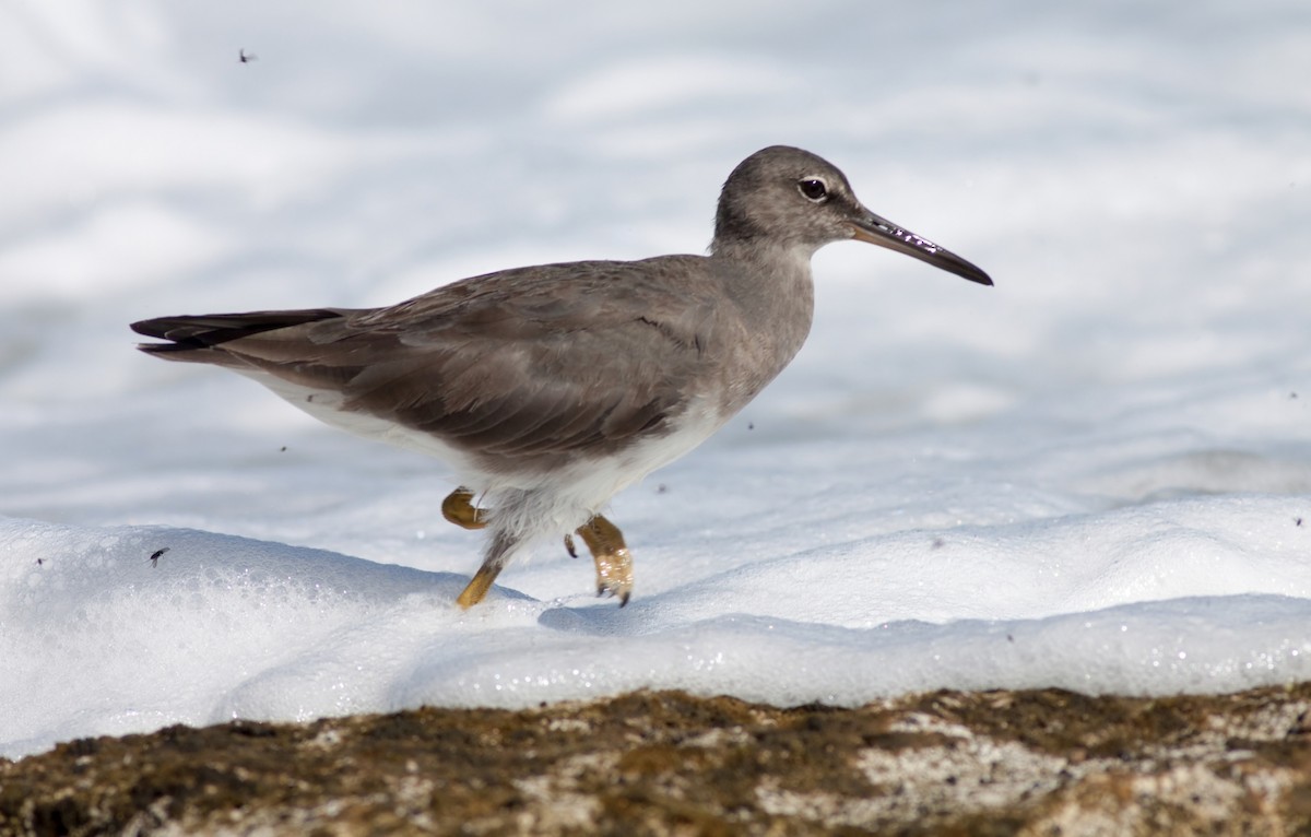 Коловодник аляскинський - ML647879112