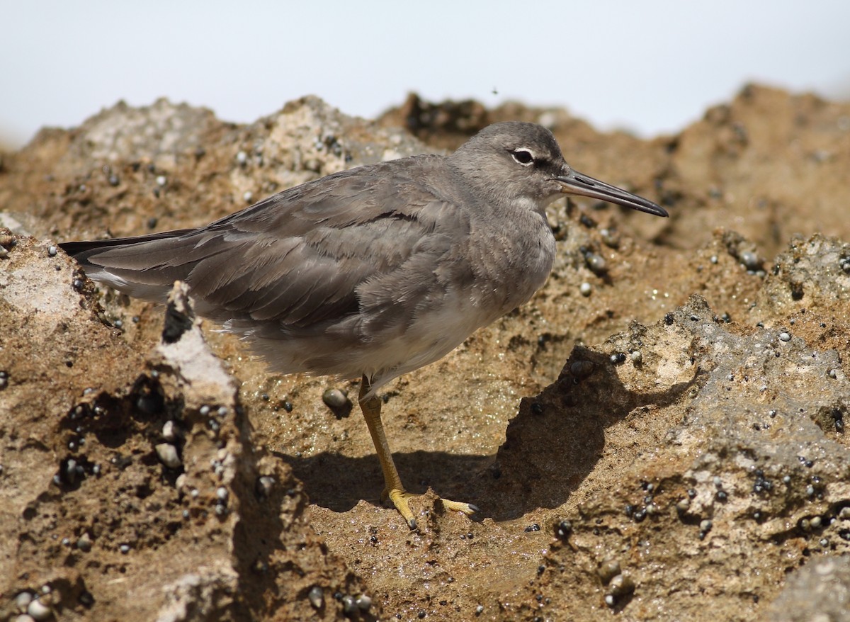 Коловодник аляскинський - ML647879113