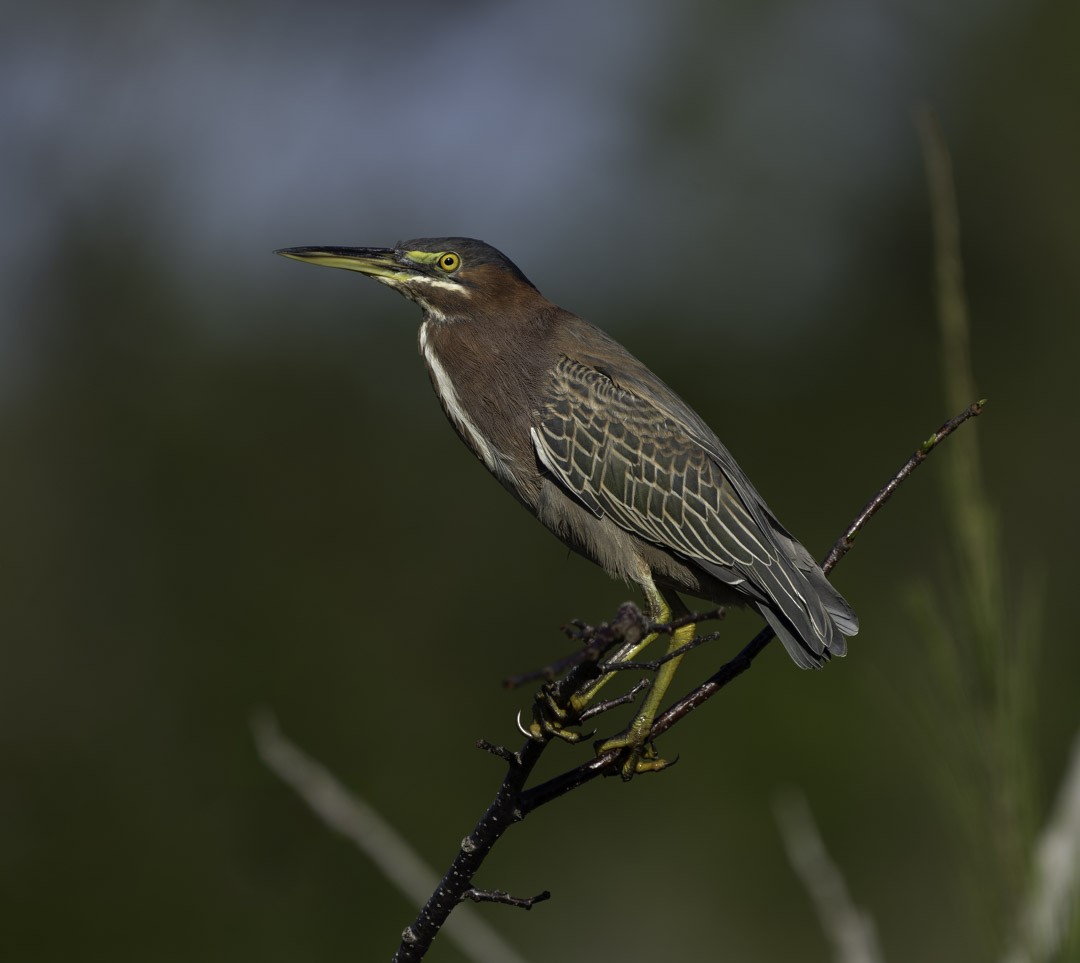 Чапля зелена - ML647879114