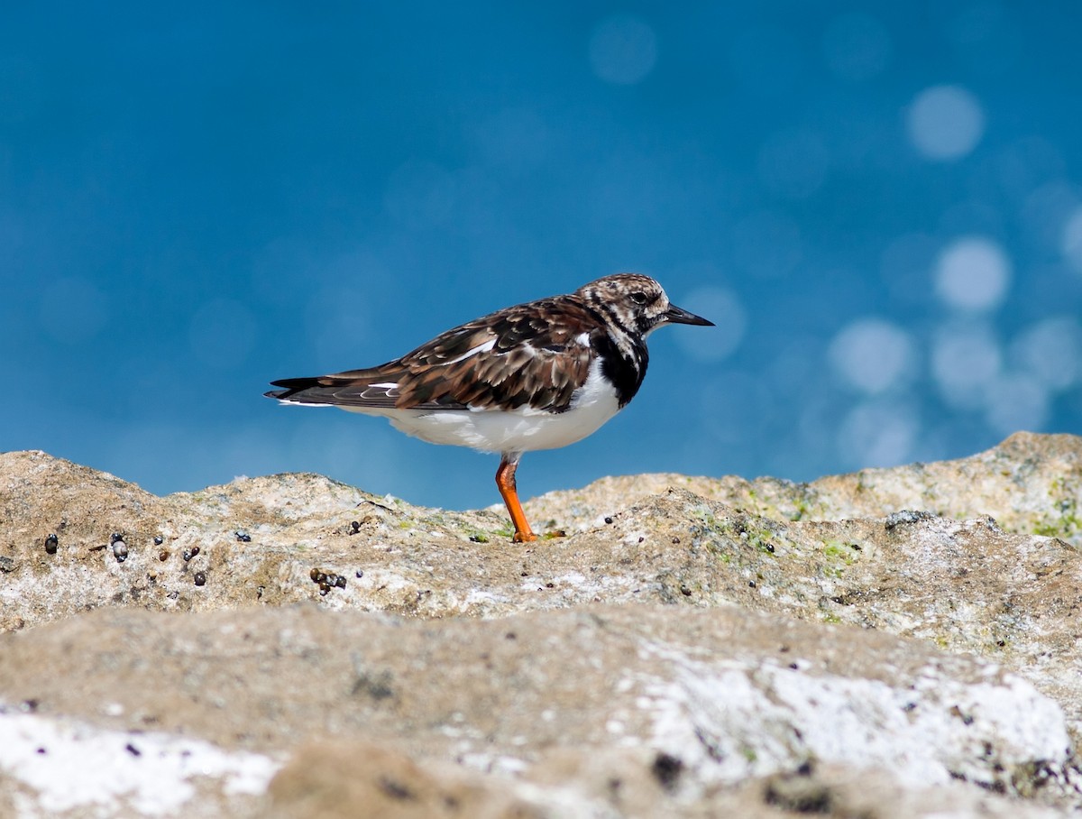 Крем'яшник звичайний - ML647879115