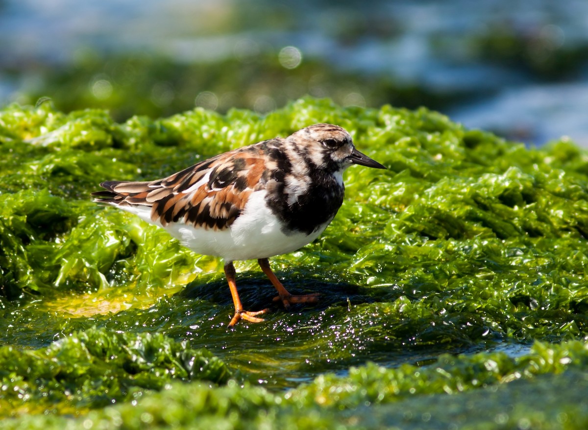 Крем'яшник звичайний - ML647879116