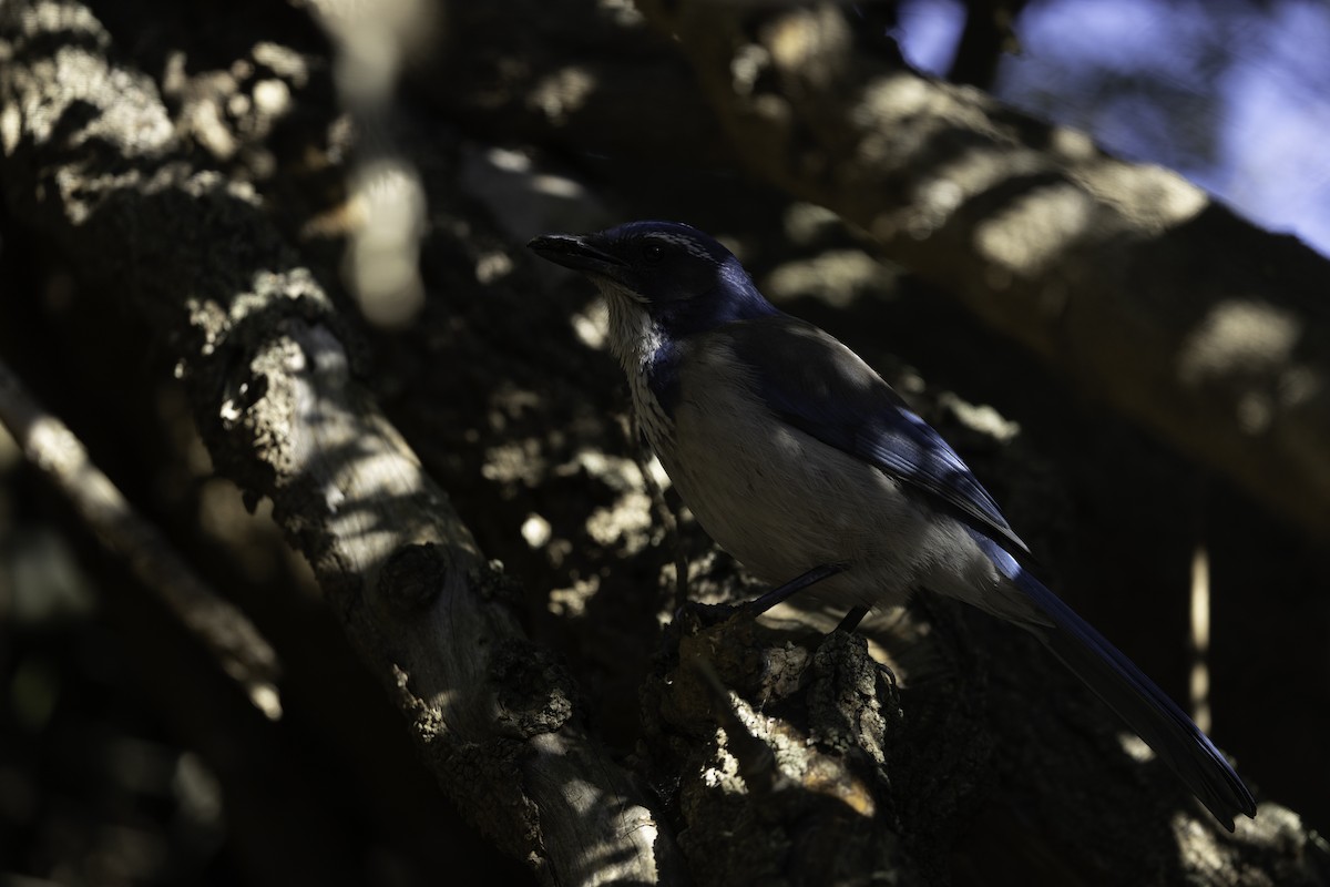 Сойка каліфорнійська - ML647879117