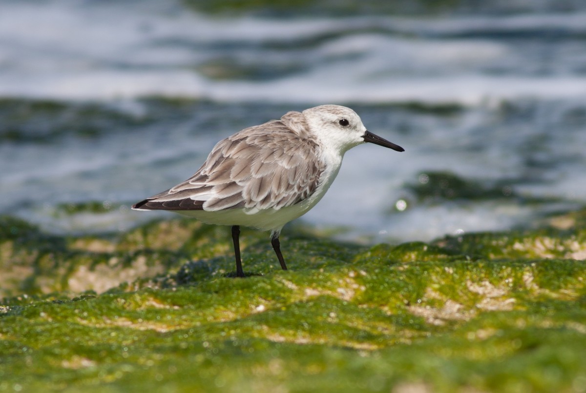 Побережник білий - ML647879118