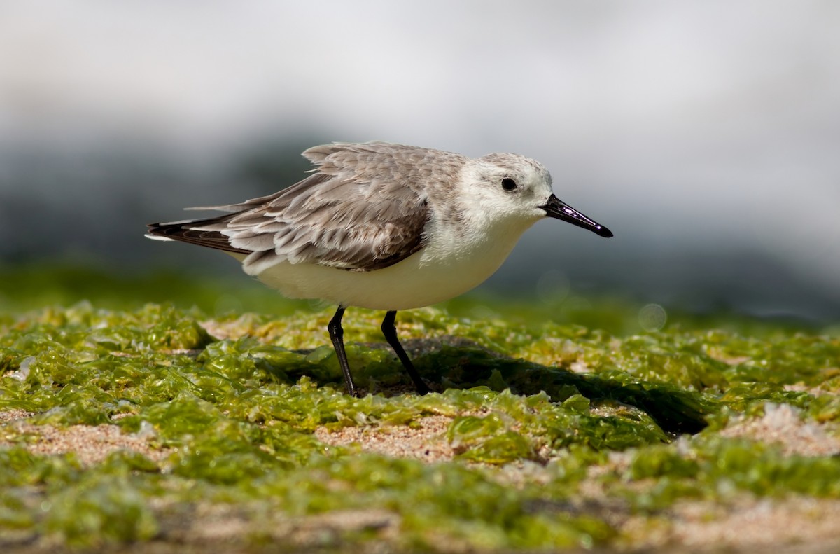 Побережник білий - ML647879119