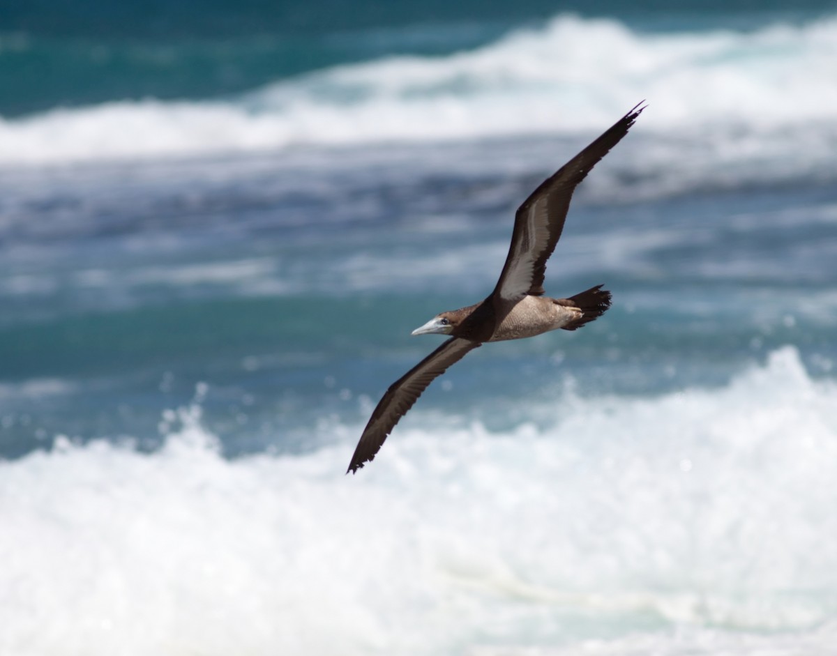 Сула білочерева - ML647879121