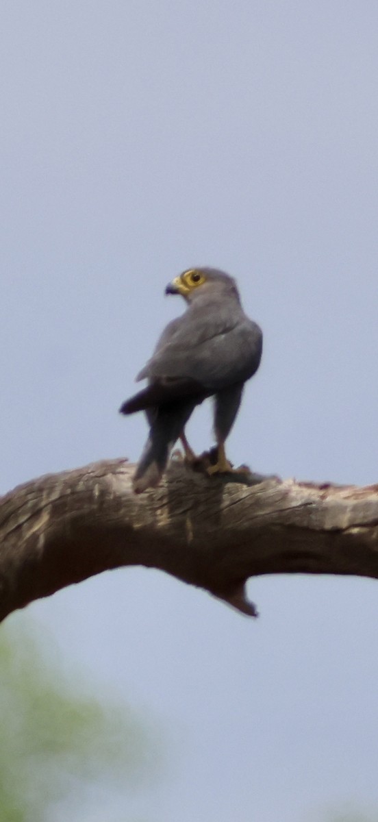 ハイイロチョウゲンボウ - ML647879132