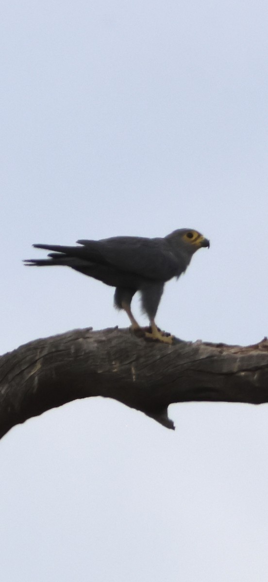 ハイイロチョウゲンボウ - ML647879133