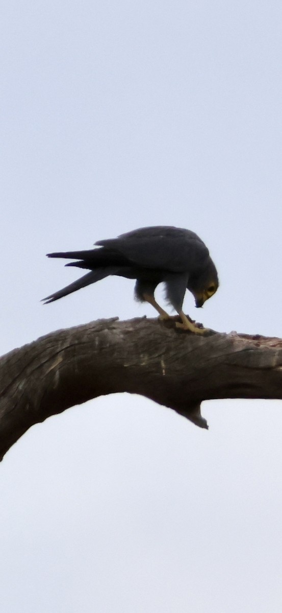 ハイイロチョウゲンボウ - ML647879135