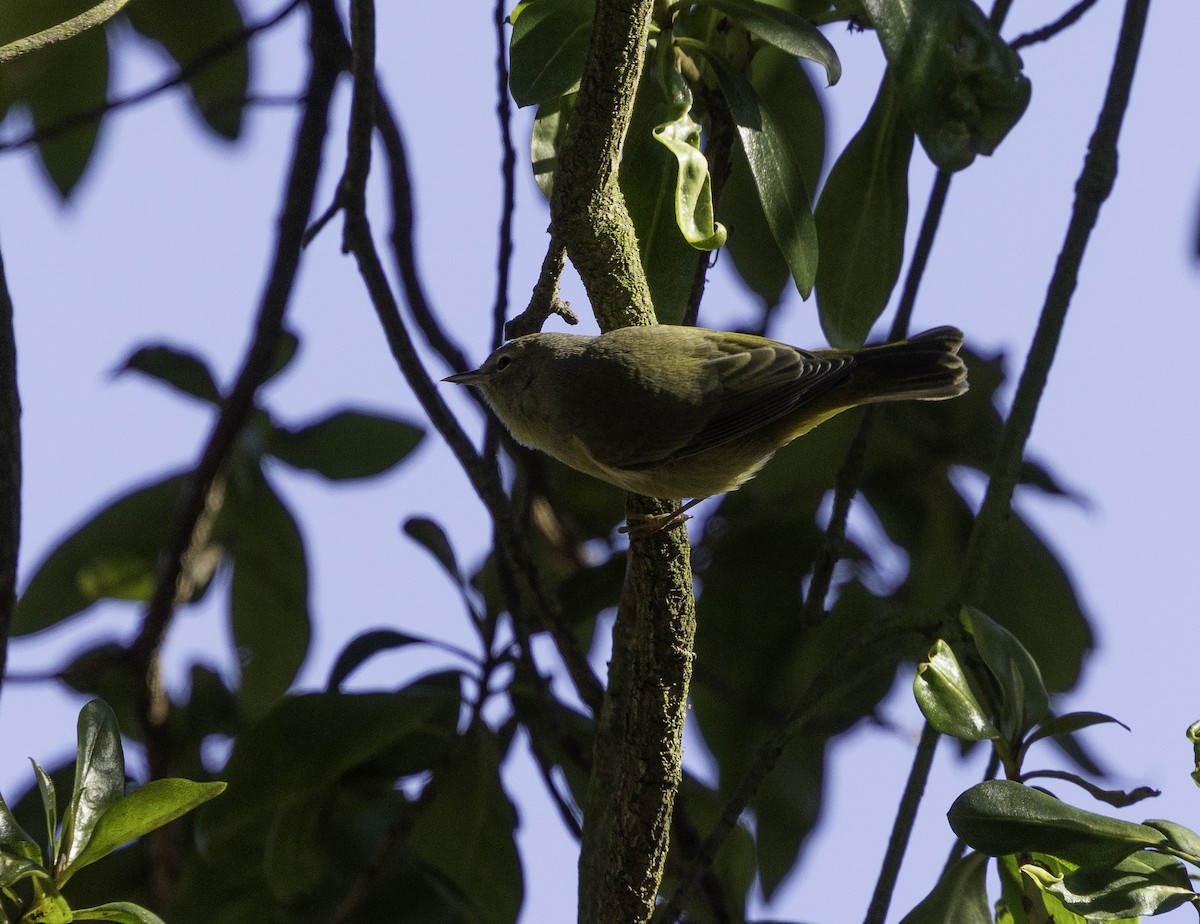 サメズアカアメリカムシクイ（celata／orestera） - ML647879136