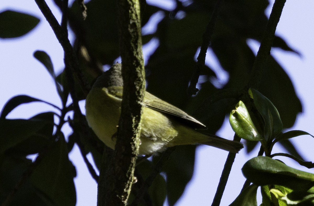 サメズアカアメリカムシクイ（celata／orestera） - ML647879137