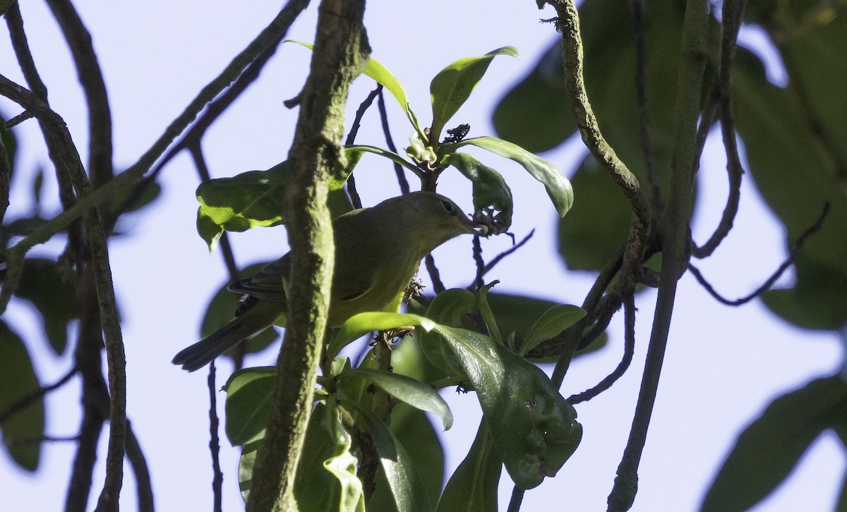 サメズアカアメリカムシクイ（celata／orestera） - ML647879139