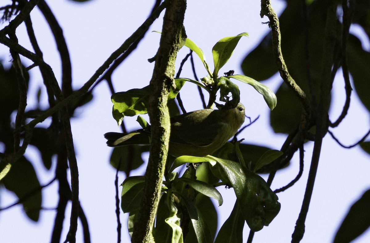 サメズアカアメリカムシクイ（celata／orestera） - ML647879140