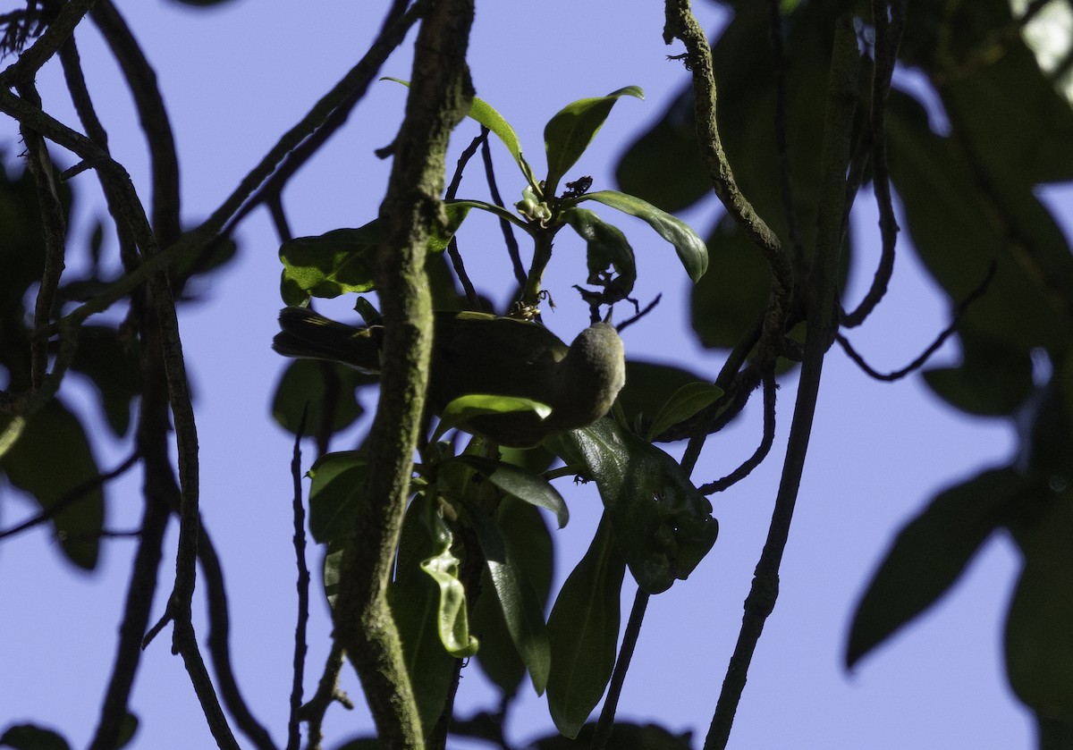 サメズアカアメリカムシクイ（celata／orestera） - ML647879142