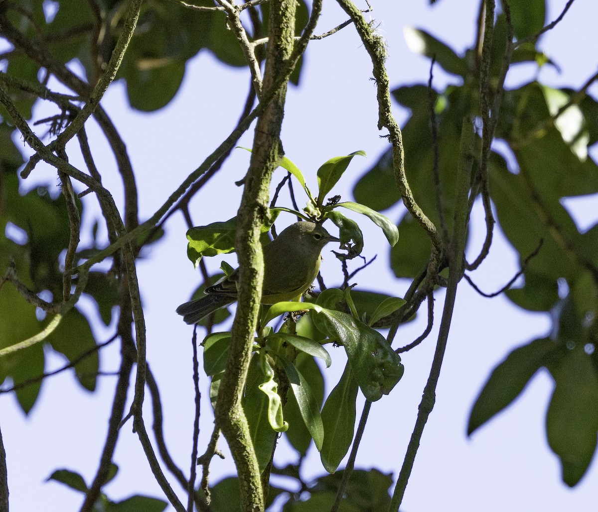 サメズアカアメリカムシクイ（celata／orestera） - ML647879143