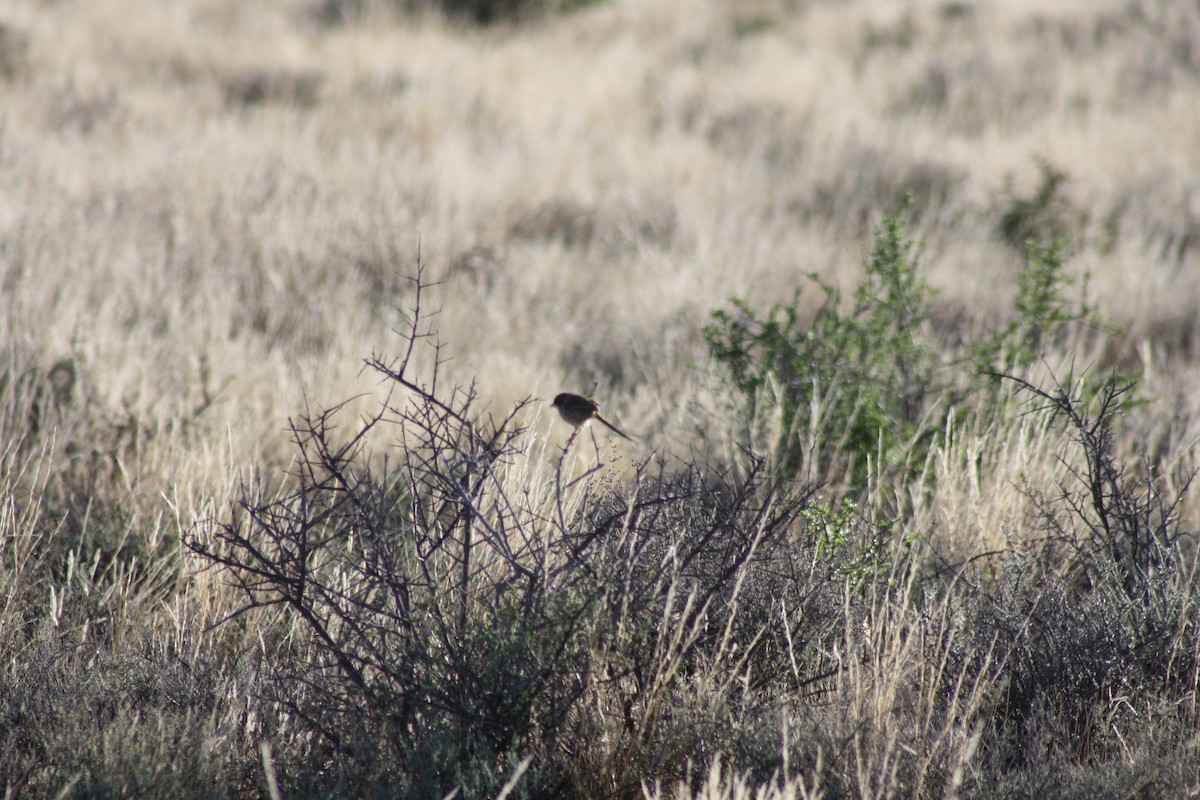 ムナオビハウチワドリ - ML647879145