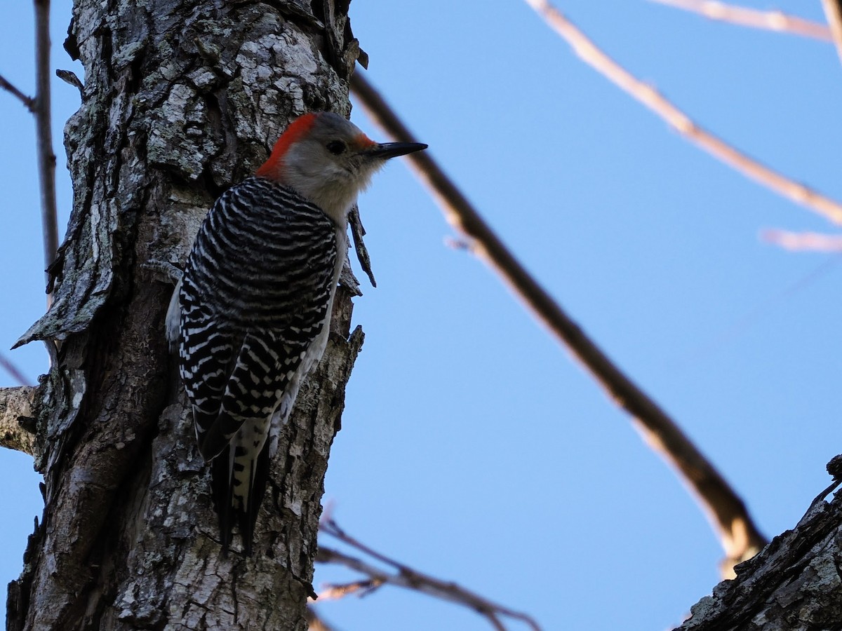 シマセゲラ - ML647879147